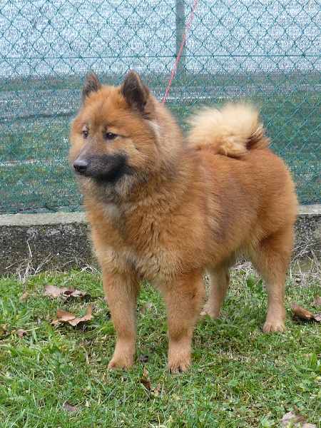 CH. Faith of the Nordic Dream