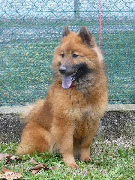 CH. Faith of the Nordic Dream