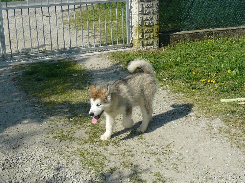 Cristal of angels of the north