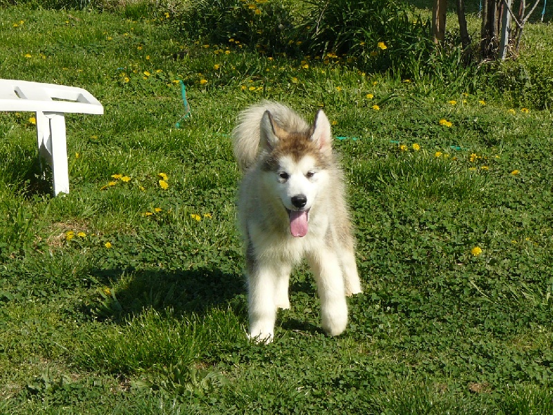Cristal of angels of the north