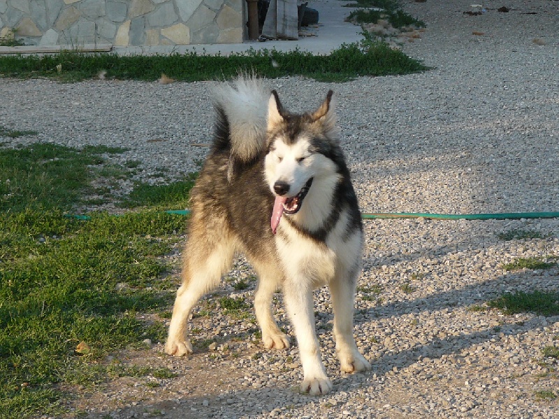 Cristal of angels of the north
