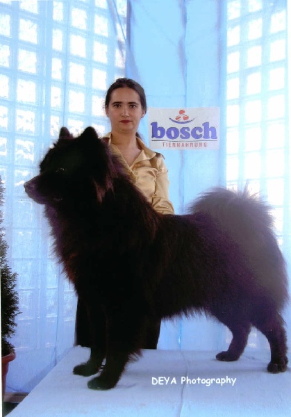 CH. Bryan of the Nordic Dream