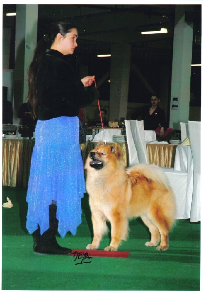 CH. Cheyenne of the Nordic Dream