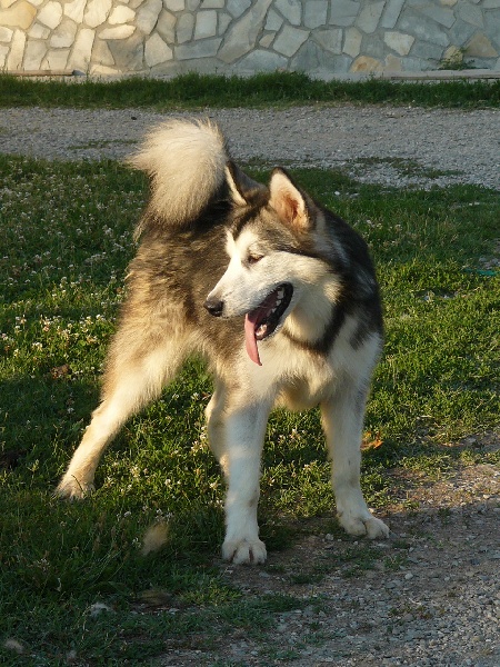 Cristal of angels of the north