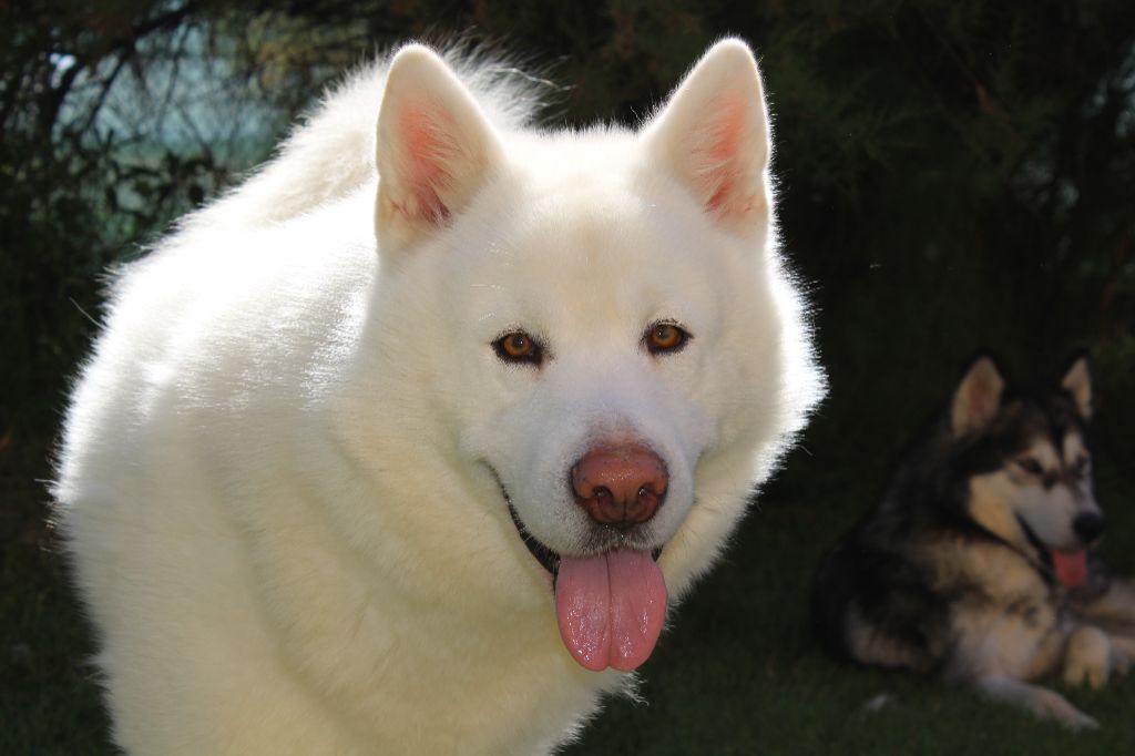 Publication : of the Nordic Dream Auteur : Benati