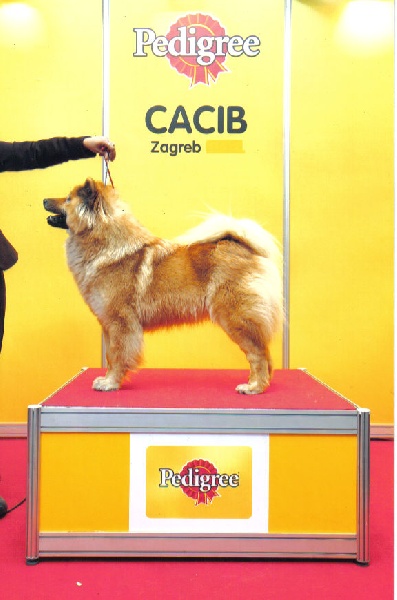 CH. Cheyenne of the Nordic Dream