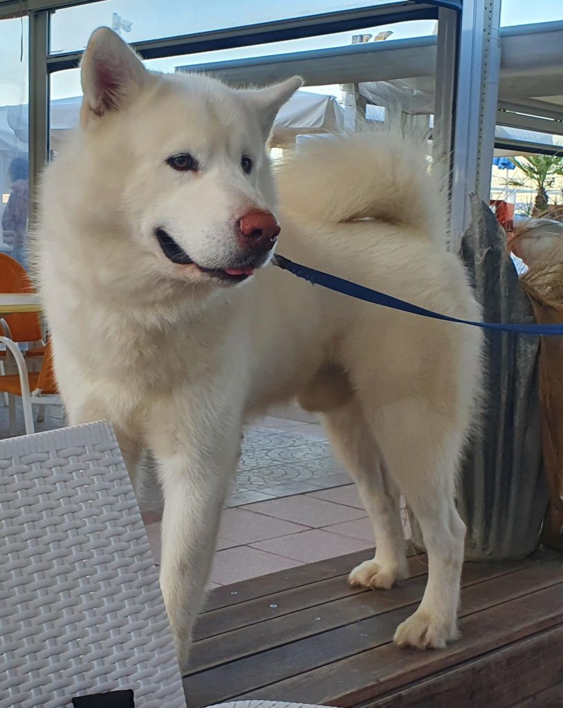 Publication : of the Nordic Dream Auteur : Benati