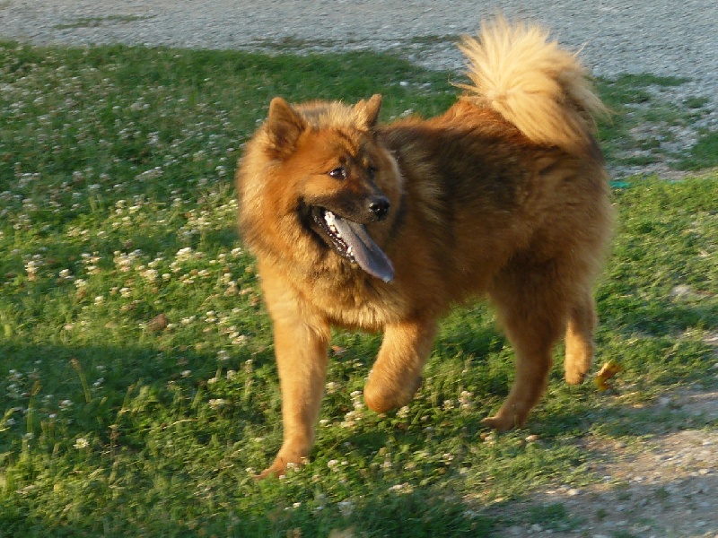 Grace of the Nordic Dream