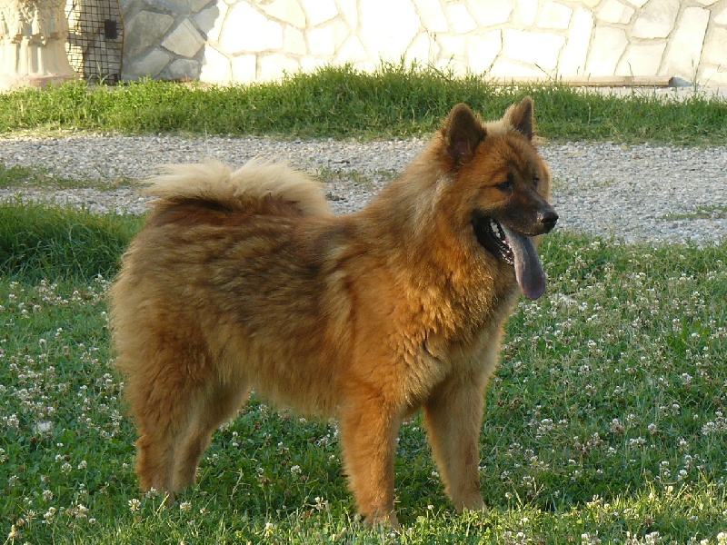 Grace of the Nordic Dream