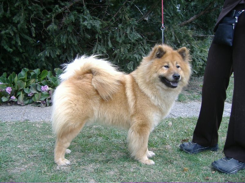 CH. Cheyenne of the Nordic Dream