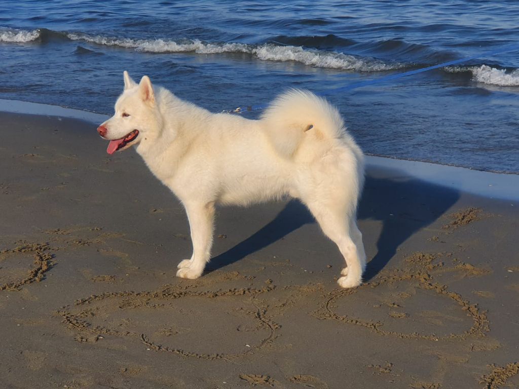 Publication : of the Nordic Dream Auteur : Benati