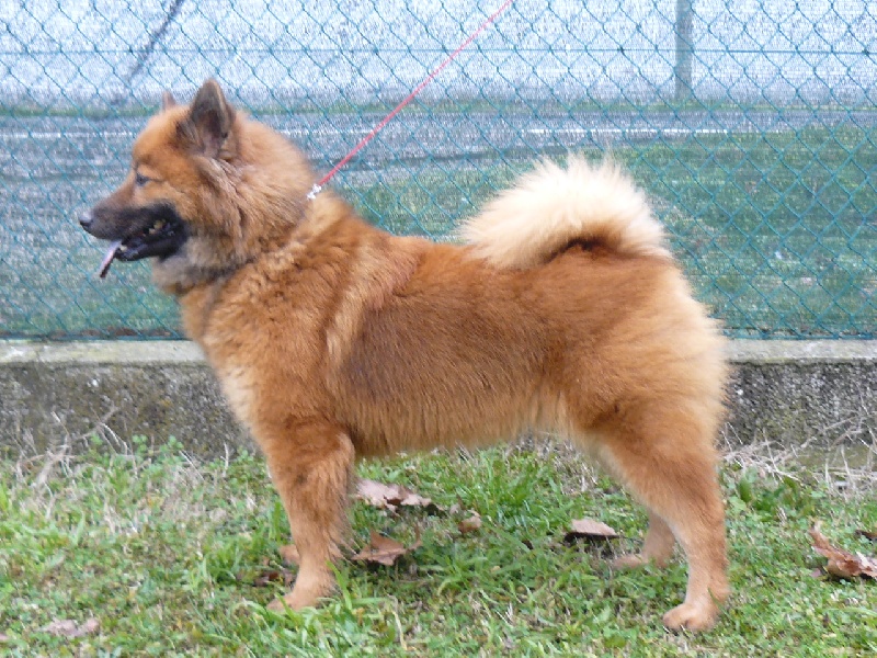 CH. Faith of the Nordic Dream