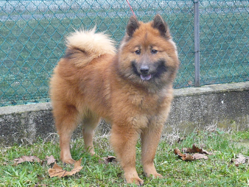 CH. Faith of the Nordic Dream