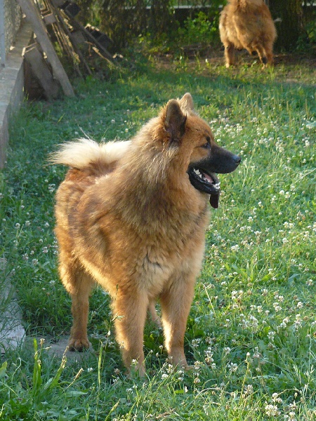 Grace of the Nordic Dream