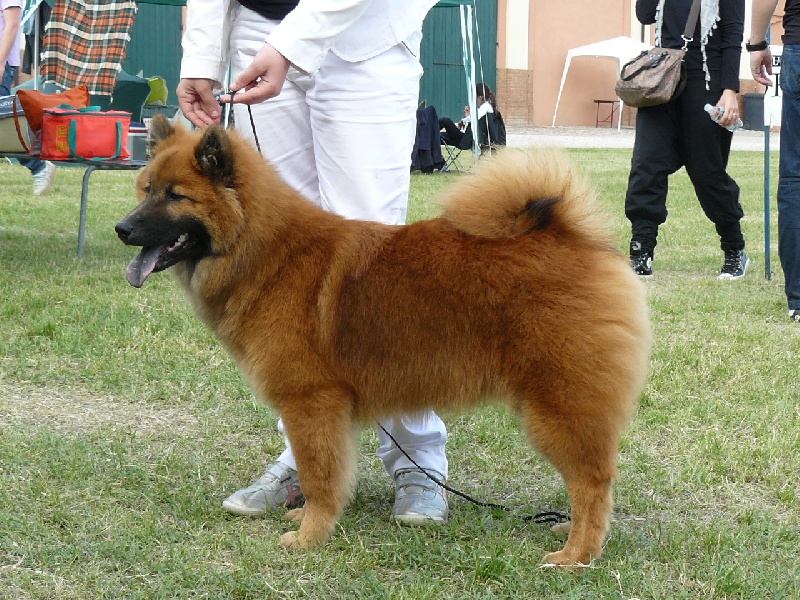 CH. Faith of the Nordic Dream