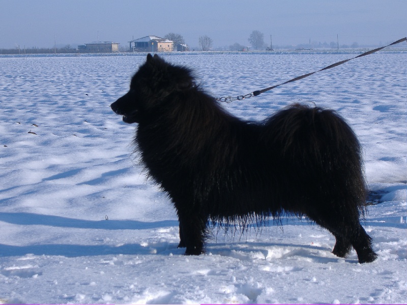 CH. Bryan of the Nordic Dream