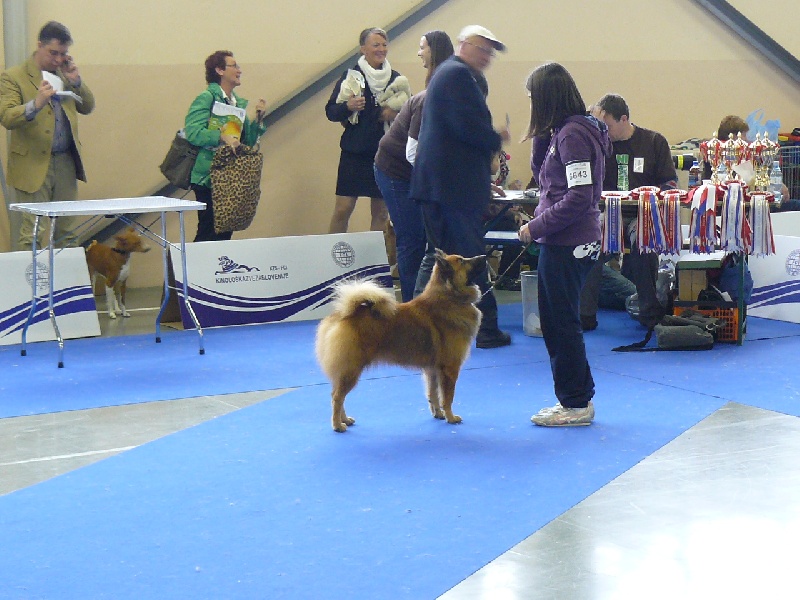 CH. Faith of the Nordic Dream