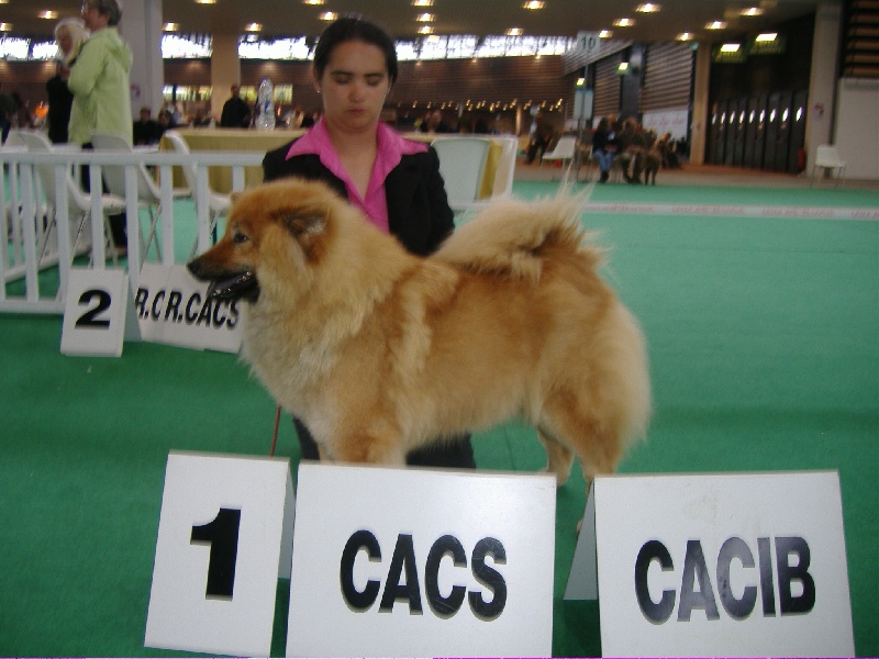CH. Cheyenne of the Nordic Dream - Cl. Ouverte: 1 Exc CAC CACIB BOB