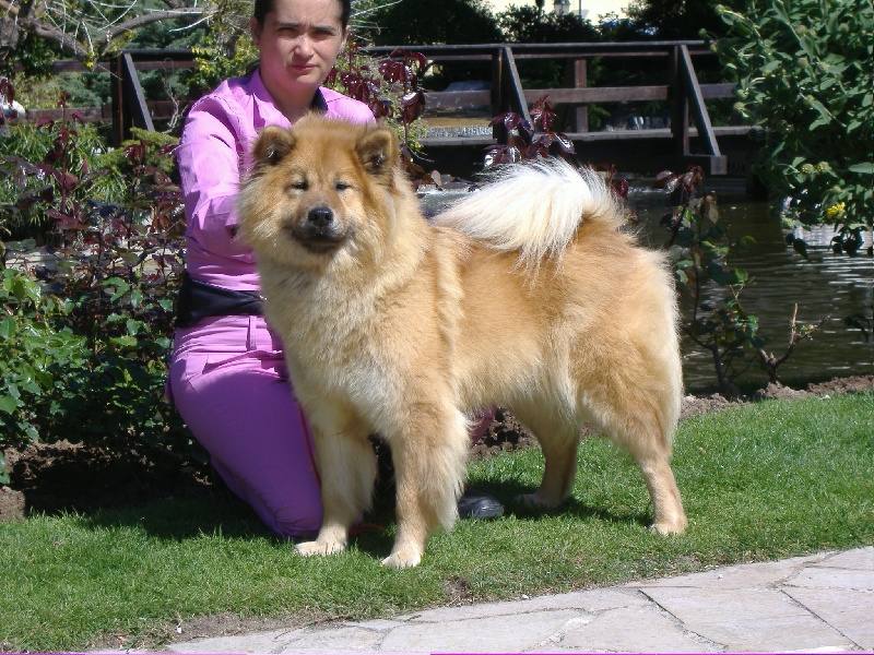 CH. Cheyenne of the Nordic Dream - Cl. Ouverte: 1 Exc CAC CACIB BOS