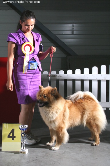 CH. Cheyenne of the Nordic Dream - Cl.Ch: 1 CACA CACIB BOB 4BOG