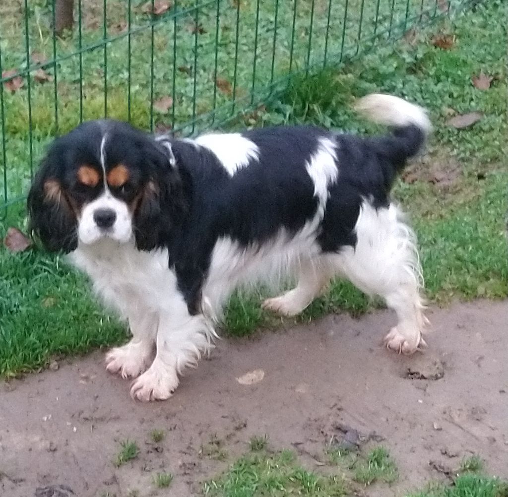 Prisca du val de la Ferrite