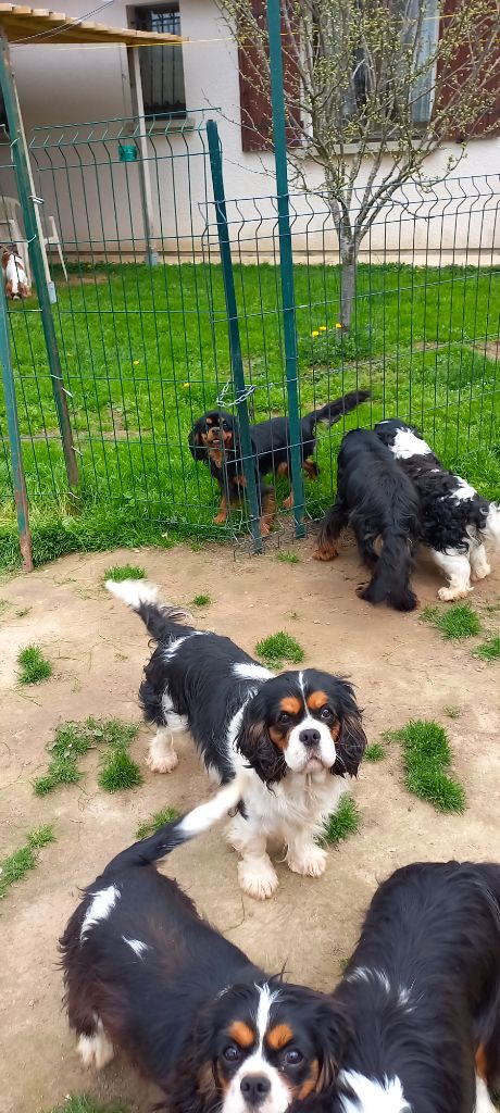 Prisca du val de la Ferrite