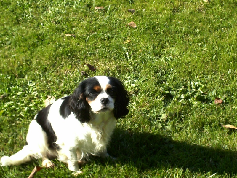 Athalie du val de la Ferrite