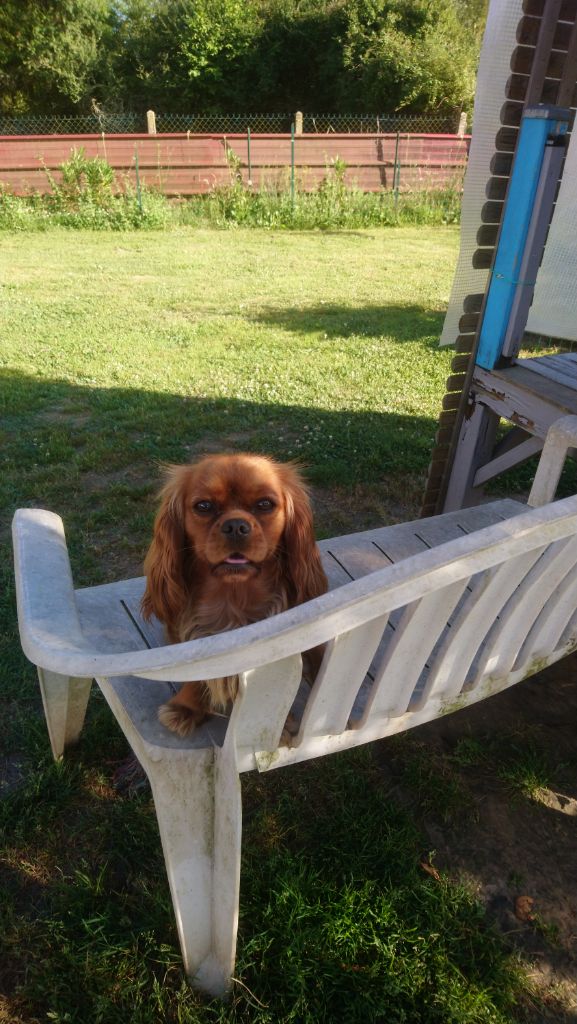 Pee -wee du val de la Ferrite