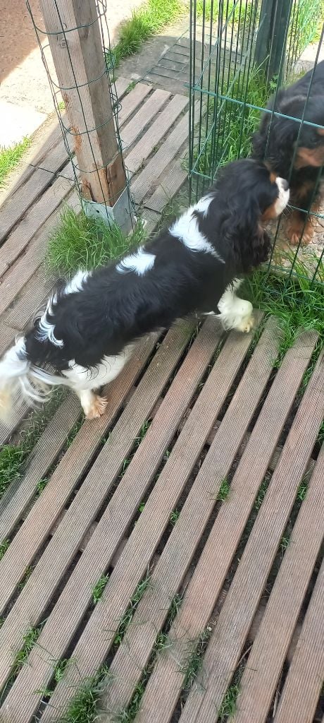 Prisca du val de la Ferrite