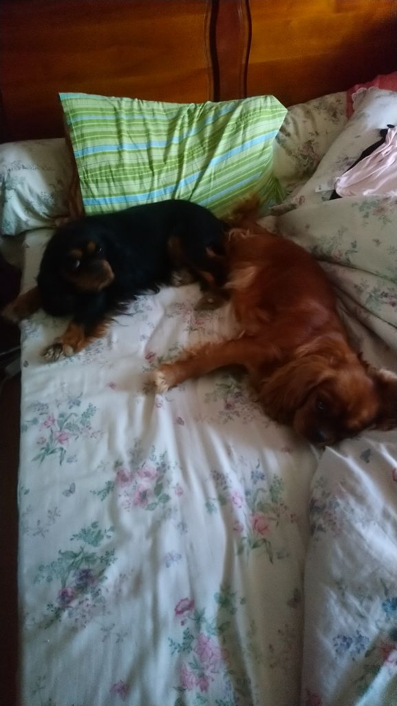 Malonga du val de la Ferrite