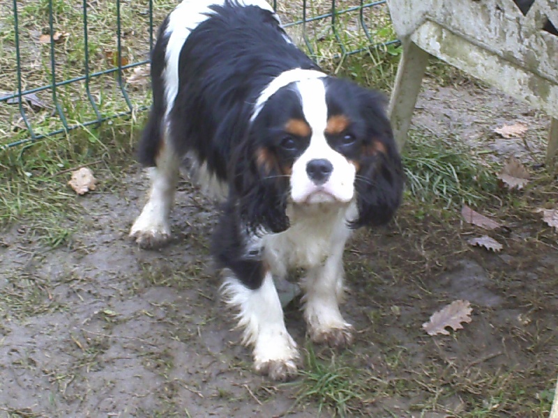 Iseult du val de la Ferrite