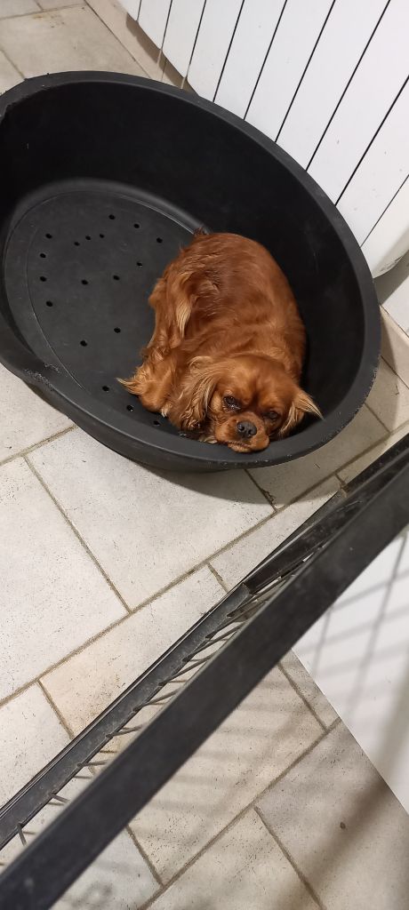 Pee -wee du val de la Ferrite