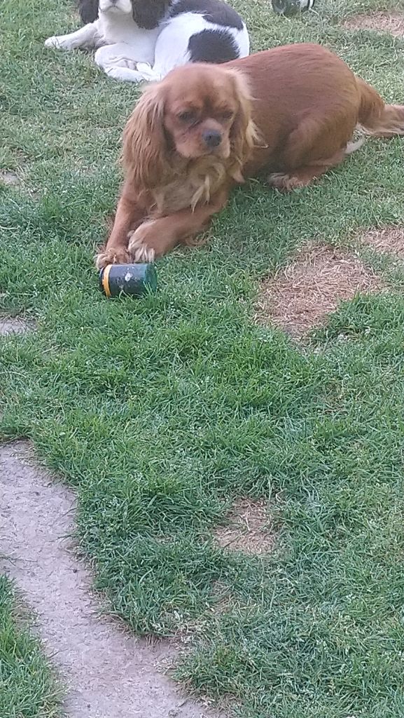 Pee -wee du val de la Ferrite