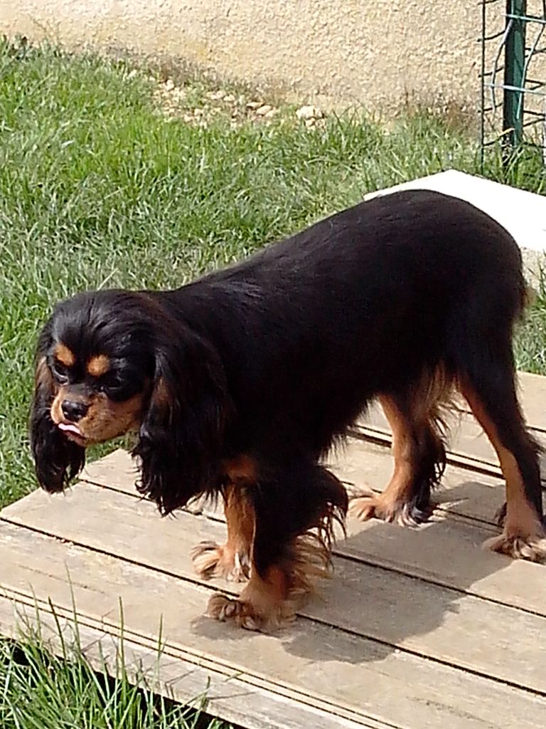 Malonga du val de la Ferrite