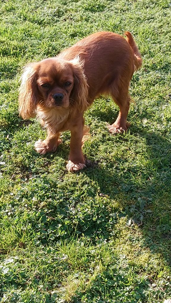 Pee -wee du val de la Ferrite