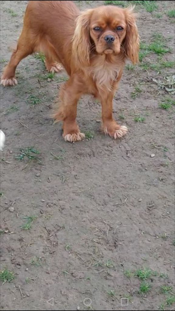 Pee -wee du val de la Ferrite