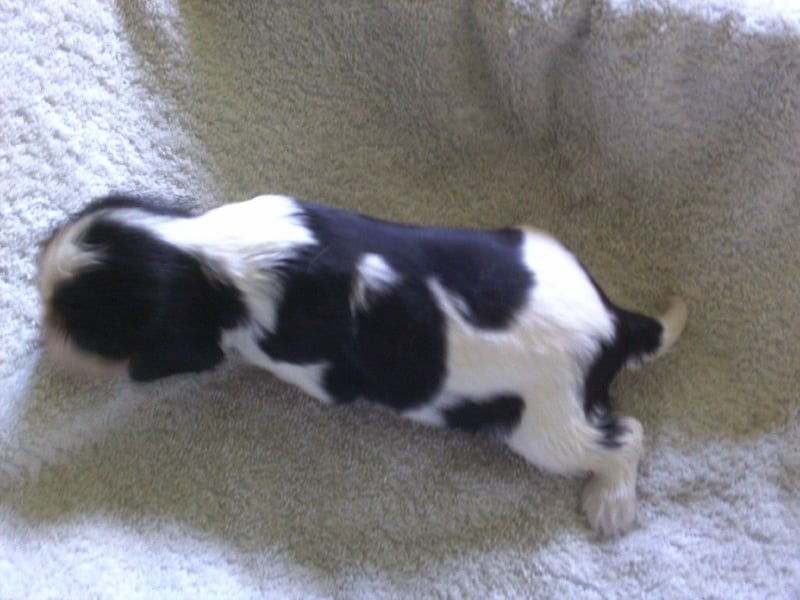 Iseult du val de la Ferrite