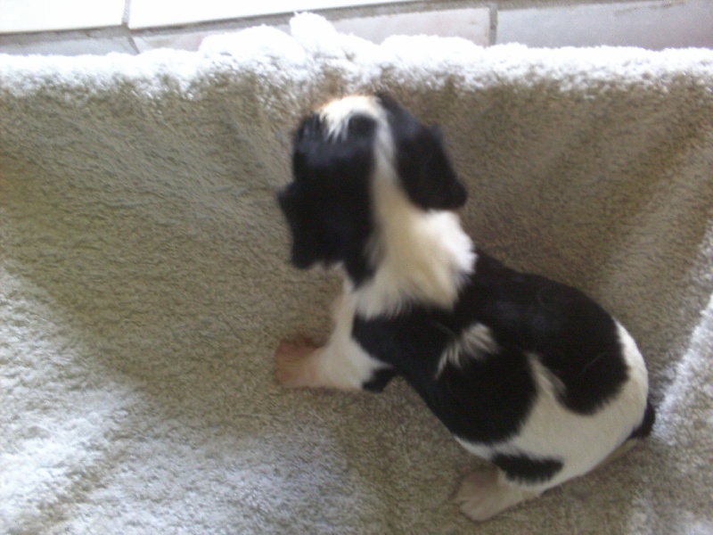 Iseult du val de la Ferrite