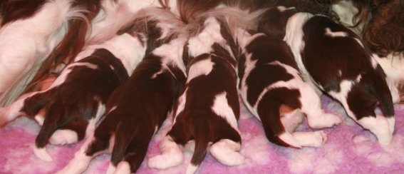 Chiot Femelle marron/blanche