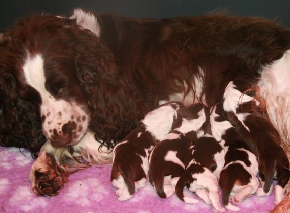 Chiot Femelle marron/blanche/tricolore