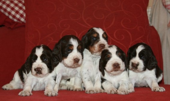 Chiot Femelle marron/blanche/tricolore