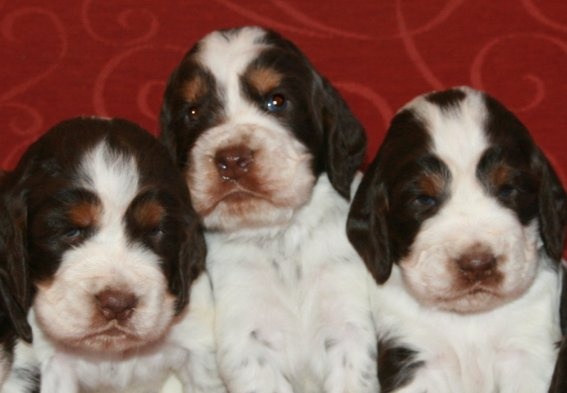 Chiot Femelle marron/blanche/tricolore