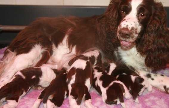 Chiot Femelle marron/blanche/tricolore