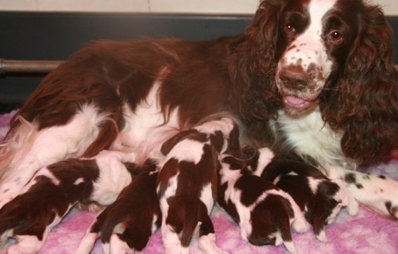 Chiot Femelle marron/blanche