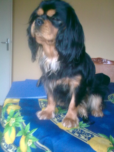 Publication : des Lys de Saint Augustin Auteur : r.sousssaintjean