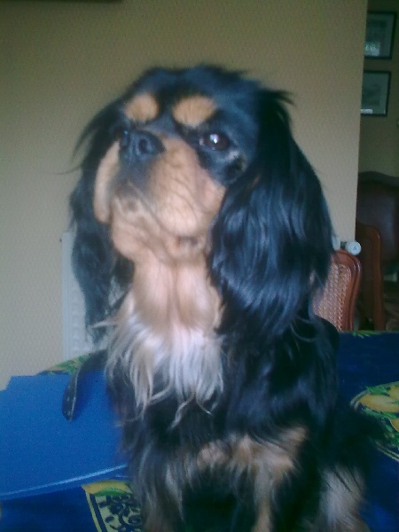 Publication : des Lys de Saint Augustin Auteur : r.sousssaintjean