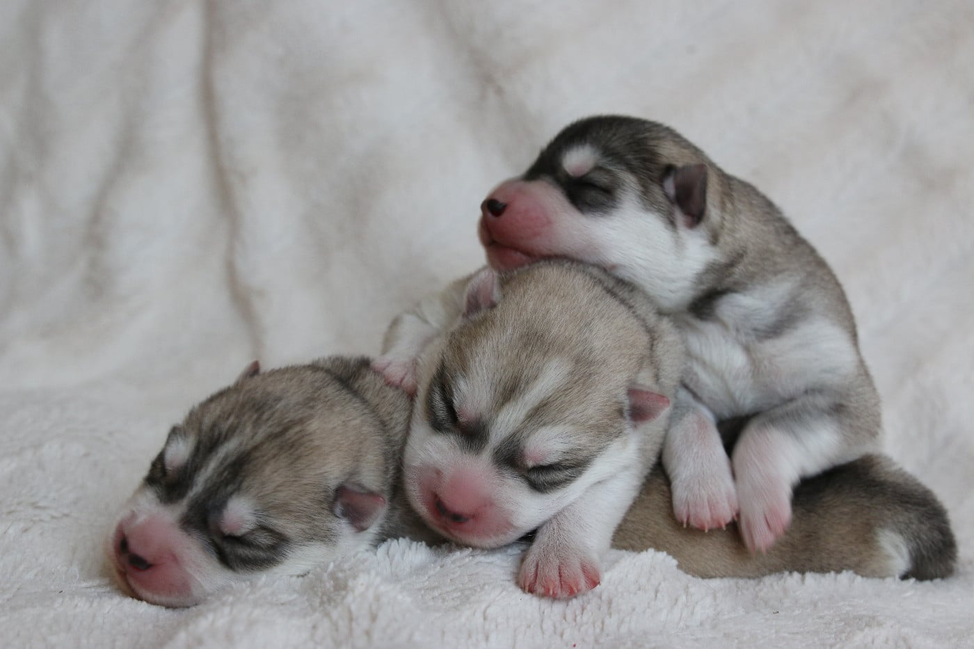 Siberian Husky - of Nordic Forest