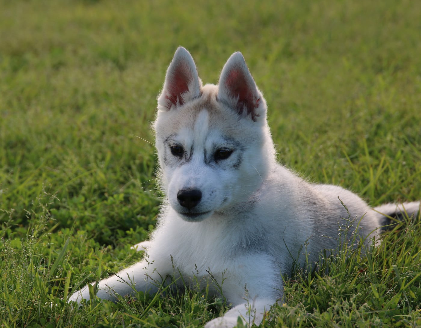 Siberian Husky - of Nordic Forest