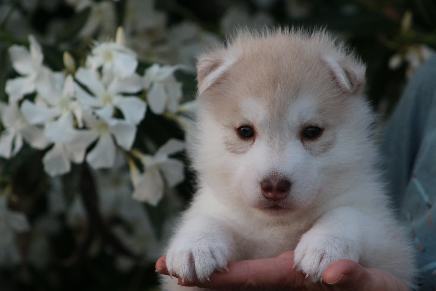 Siberian Husky - of Nordic Forest