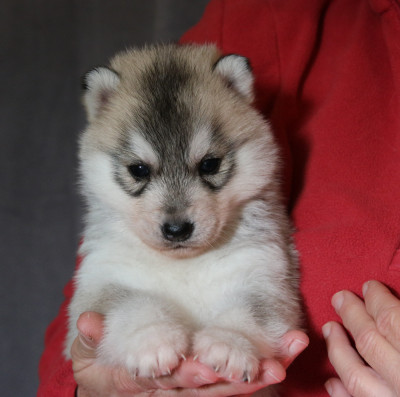 Les chiots de Siberian Husky
